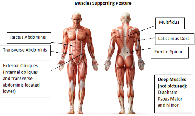The 14 Most Neglected Muscles In The Body