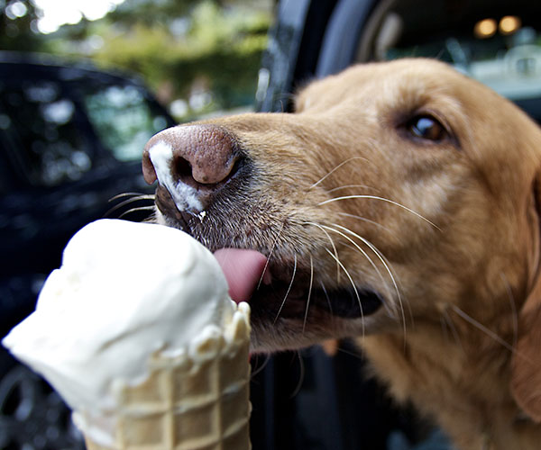 Can Dogs Eat Ice Cream? (Because My Dog Just Stole My Cone)