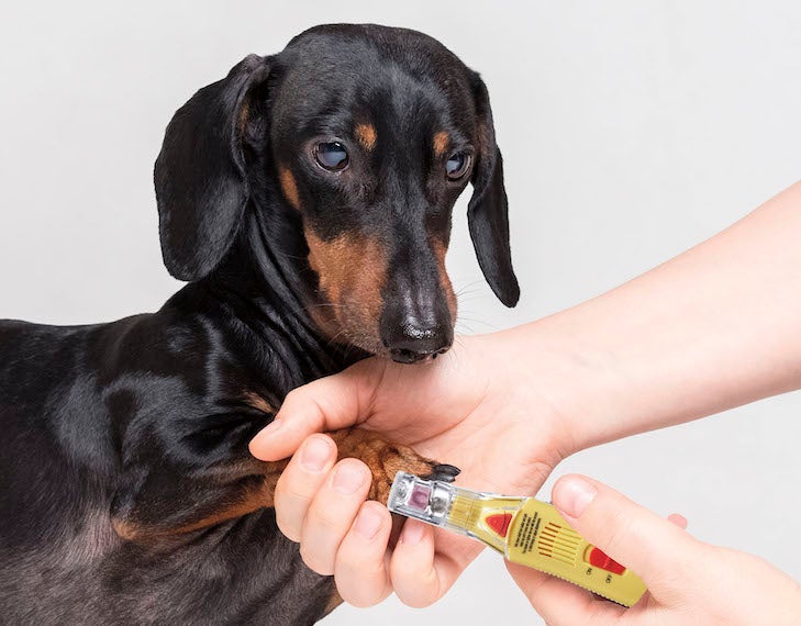 Trim Your Dog'S Nails Safely: Tips, Tricks, And Grooming Techniques