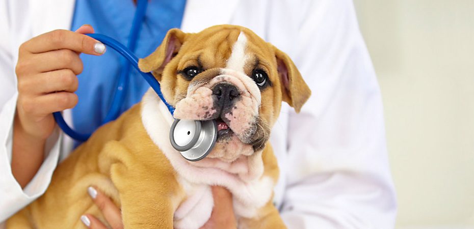 Puppy Vaccinations: When To Get Them And Why | Petsmart