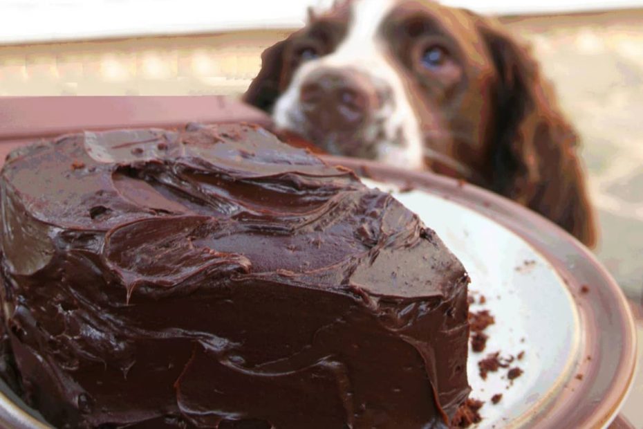 Dog Ate Chocolate? 5 Critical Steps To Take And My Personal Experience -  Pethelpful