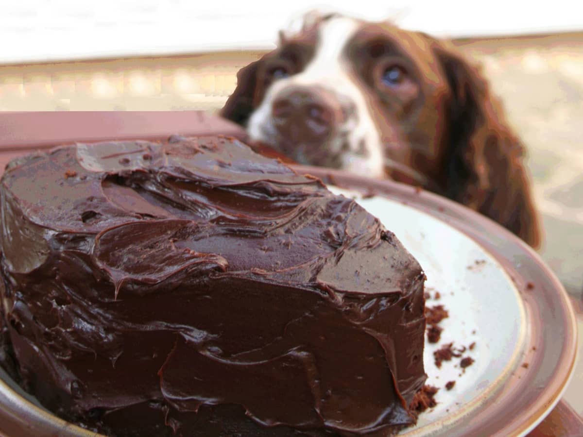 Dog Ate Chocolate? 5 Critical Steps To Take And My Personal Experience -  Pethelpful