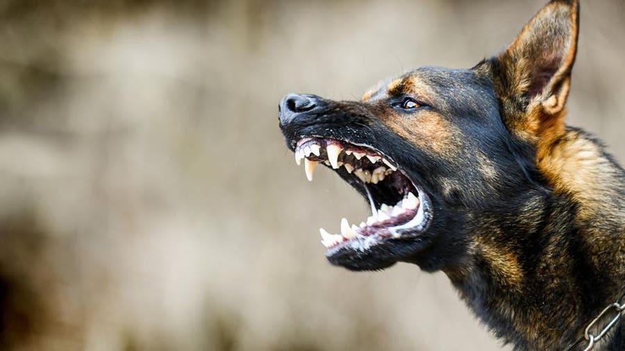 Dog Bite Lawsuit Guide 2023 – Forbes Advisor