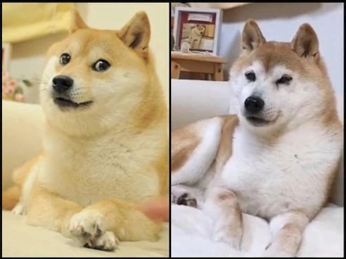 Dogecoin: The Japanese Rescue Dog Who Became The Unlikely Face Of A Crypto  Sensation | The Independent