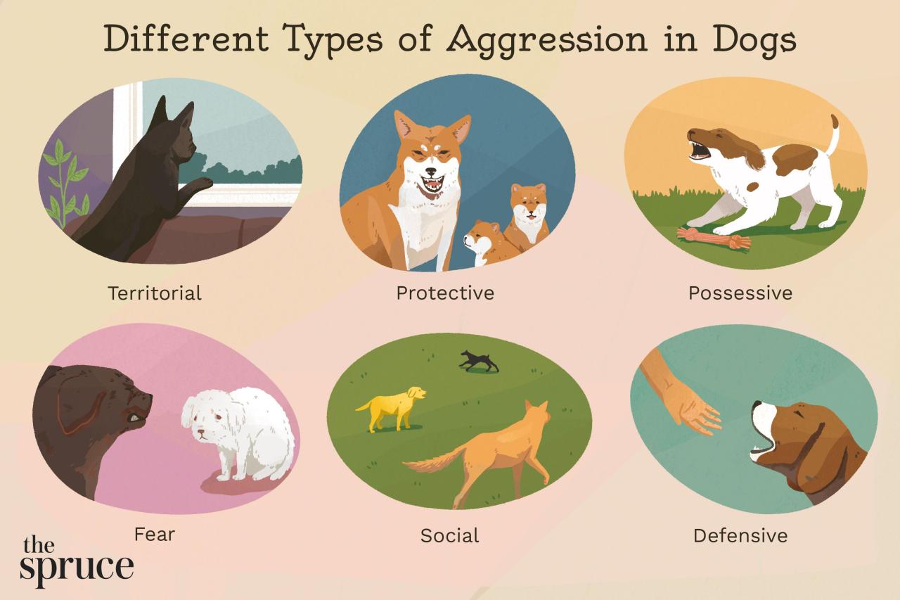 Why Your Dog Is Aggressive And How To Stop It