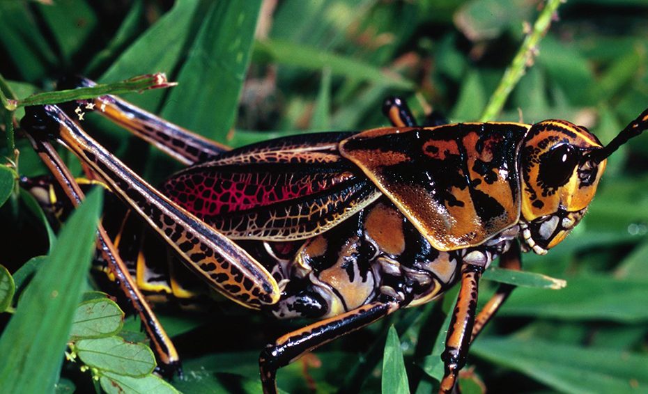 The Eastern Lubber Grasshopper: Hard To Miss, But Only An Occasional Pest