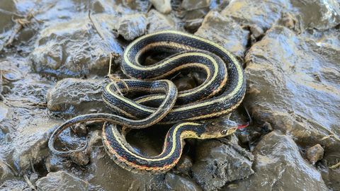 The Harmless Garter Snake Is Your Garden'S Best Friend | Howstuffworks