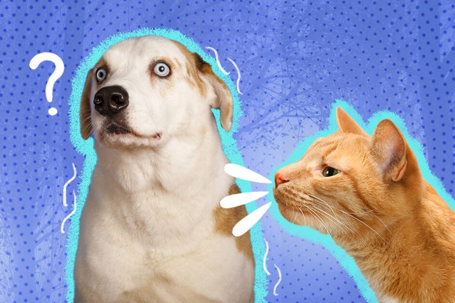 My Dog Is Scared Of Cats: How Can I Help? - Dodowell - The Dodo