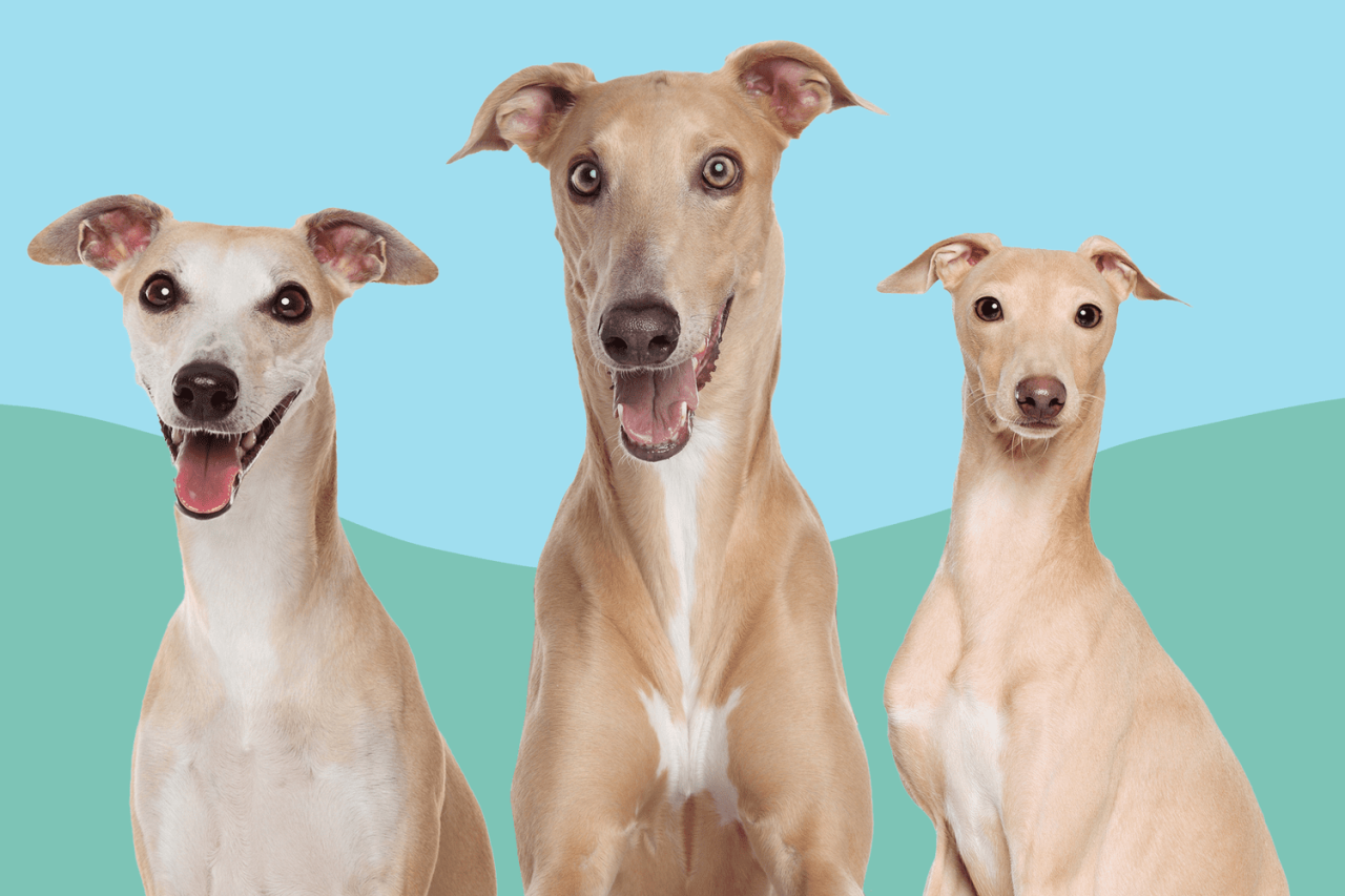 Differences Between A Whippet Vs. Greyhound Vs. Italian Greyhound
