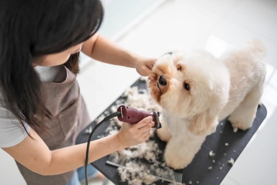 Dog Grooming Costs And How Much To Tip Your Dog Groomer