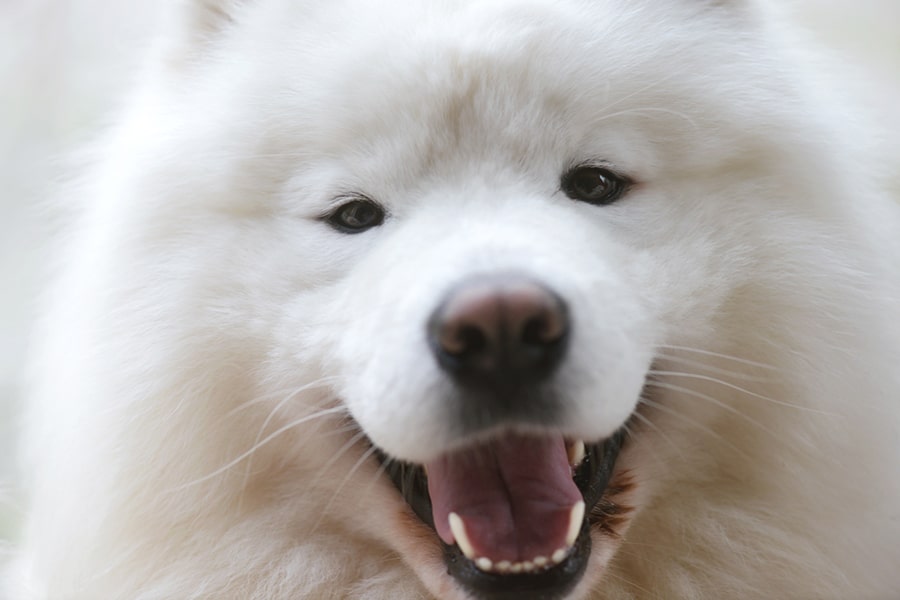 How To Care For A Samoyed: Training, Shedding, And More | Aspca Pet Health  Insurance