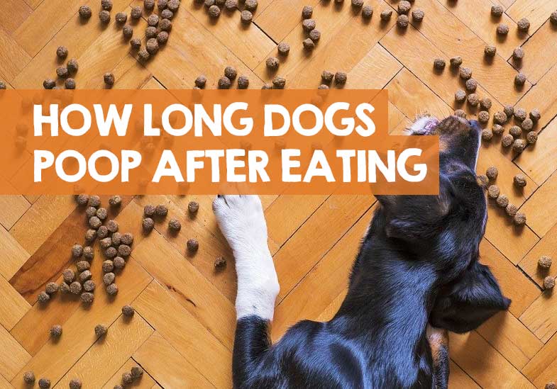 How Long After Eating Does A Dog Poop? (Digest & Poop Out)