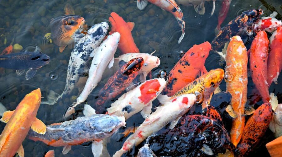How To Check Salt Level In Koi Pond