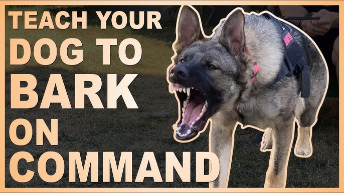 How To Train Your Dog To Alert On Command. - Youtube