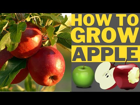 How To Grow Apple From Seeds At Home In Africa (Gabon) - Youtube