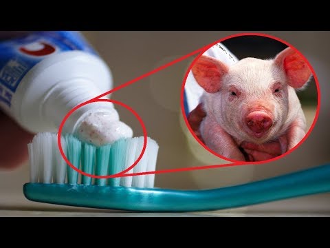 Things You WON'T BELIEVE Contain Animal Products