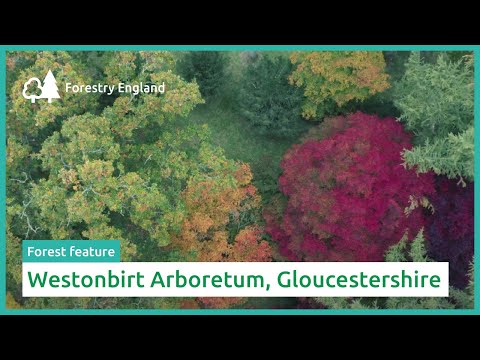 Westonbirt Arboretum, Gloucestershire | Forest feature
