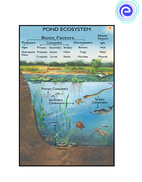 Pond Ecosystem: Definition, Types, Features - Embibe