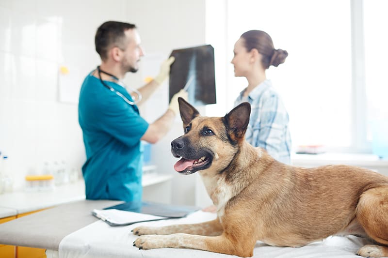 What To Expect When You Take Your Dog For An X-Ray | Tucson Veterinary  Dermatologist | Veterinary Specialty Center Of Tucson