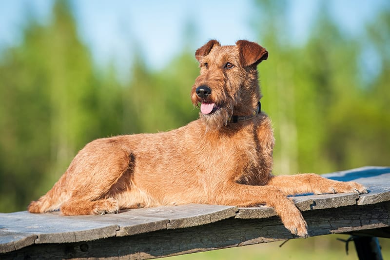 Symptoms Of Pancreatic Cancer In Dogs | Atlantic Coast Vet Blog | Long  Island Veterinary Oncologist