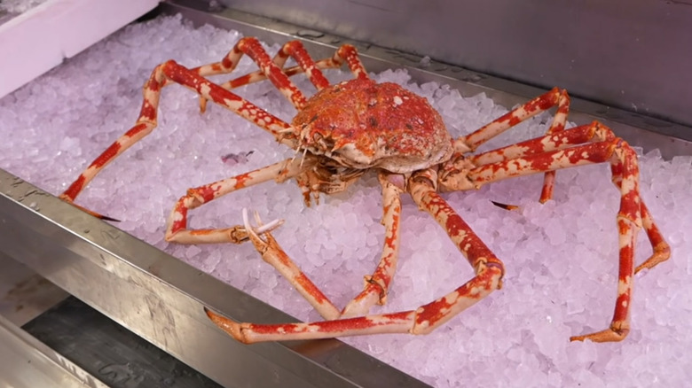 Can You Eat A Giant Japanese Spider Crab?