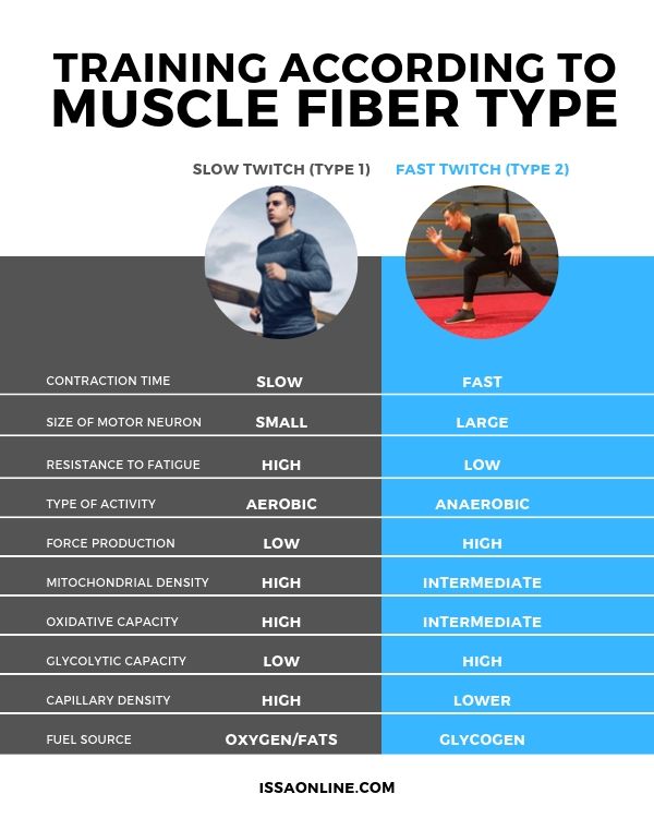 Training According To Muscle Fiber Type | Issa