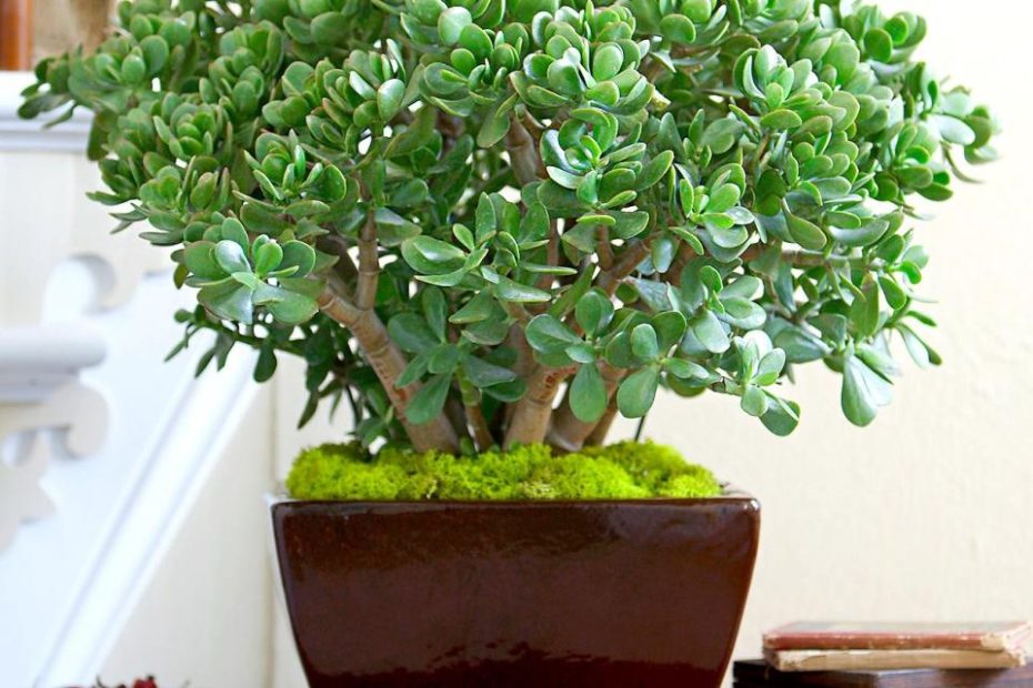 How To Plant And Grow Jade Plant