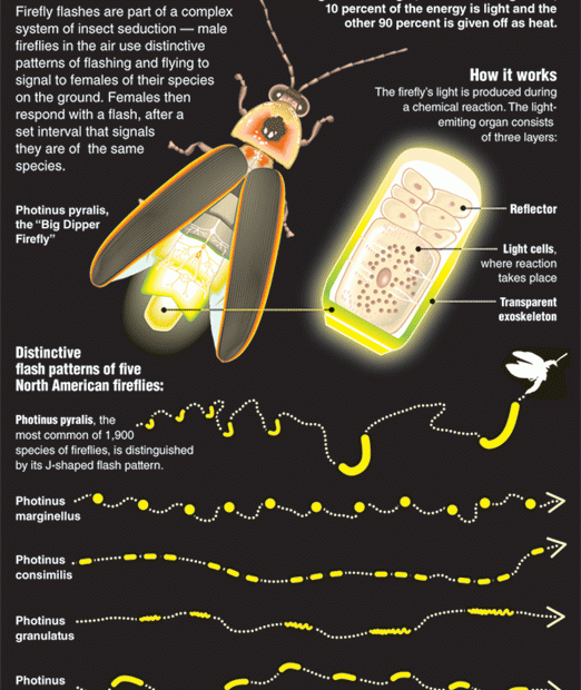 I Have Seen Fireflies In My Yard At Night And Always Was In Awe Of Their  Ability To Create Light. But I Always Wondered About Predators That Feed On  Fireflies. Does The