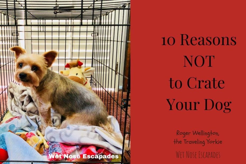 Why Your Dog Is Barking In The Crate + How To Stop It - Wet Nose Escapades