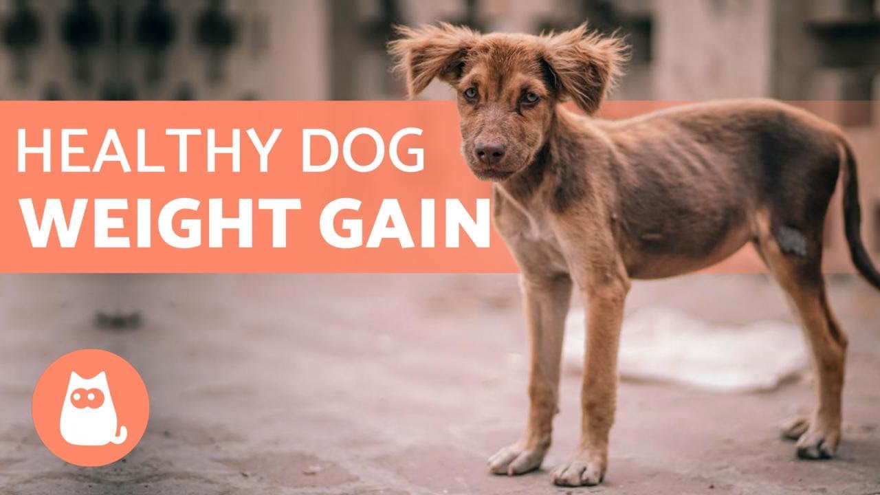 My Dog Is Too Skinny But Still Eats A Lot - Causes & What To Do