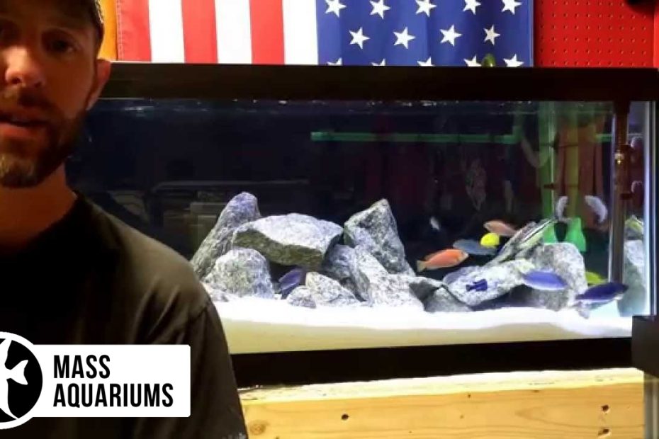 African Cichlid'S In A 40 Gallon Breeder - Youtube