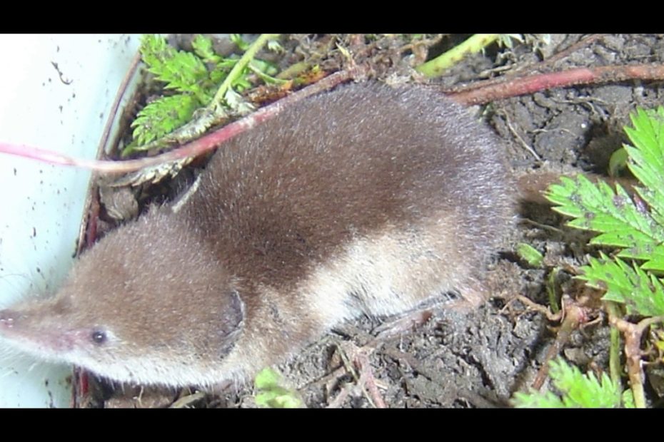 Shrew: 15 Surprising Facts & How To Get Rid Of Them - Pest Wiki