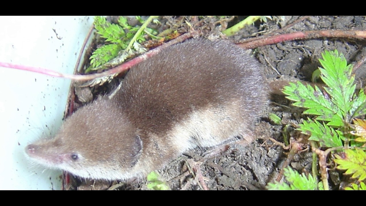 Shrew: 15 Surprising Facts & How To Get Rid Of Them - Pest Wiki