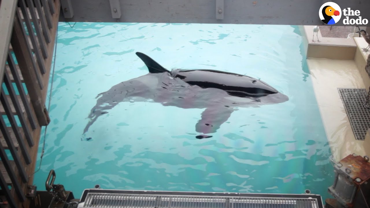 Seaworld Orca Has Spent Almost 50 Years In A Tiny Tank - Youtube