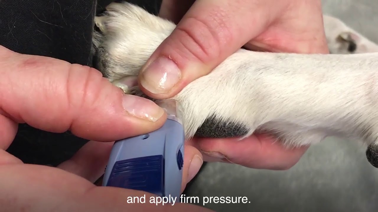How To Test Your Dog'S Blood Glucose At Home - Brook Farm Veterinary Center