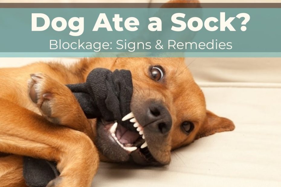 Dog Eats A Sock: Obstruction Signs And 3 Remedies - Youtube