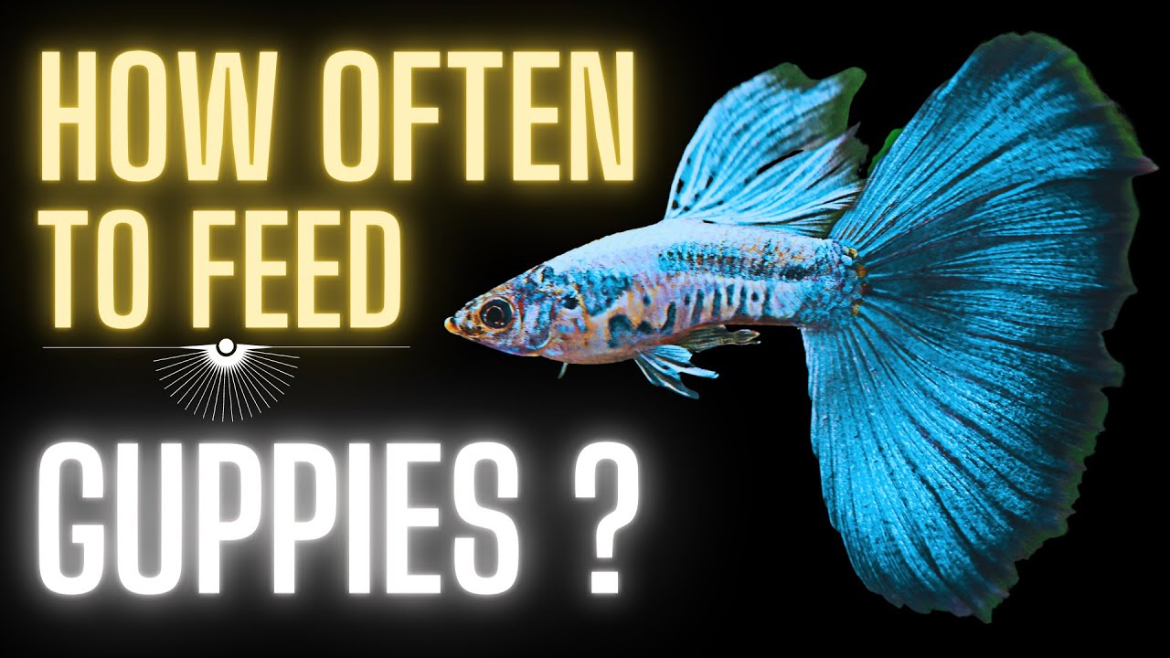 How Long Can Guppies Go Without Food And What To Feed Them?