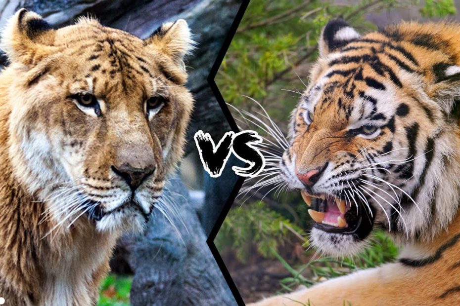 Liger Vs Tiger - Which Is The Strongest Big Cat? - Youtube