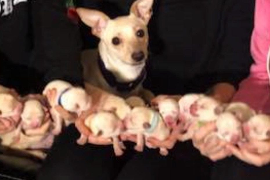 Chihuahua Breaks World Record By Having 11 Puppies - Youtube