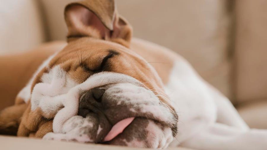Everything You Need To Know About Melatonin For Dogs – Forbes Advisor