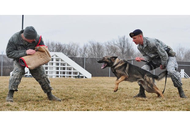 Brothers In Paws: A List Of Military-Utilized Dog Breeds | Military.Com