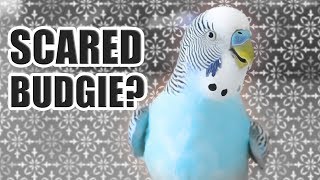 How To Tell If Your Bird Is Nervous Or Scared 😬 - Youtube