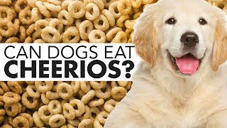 Can Dogs Eat Cheerios? Need To Know! - Barkmind