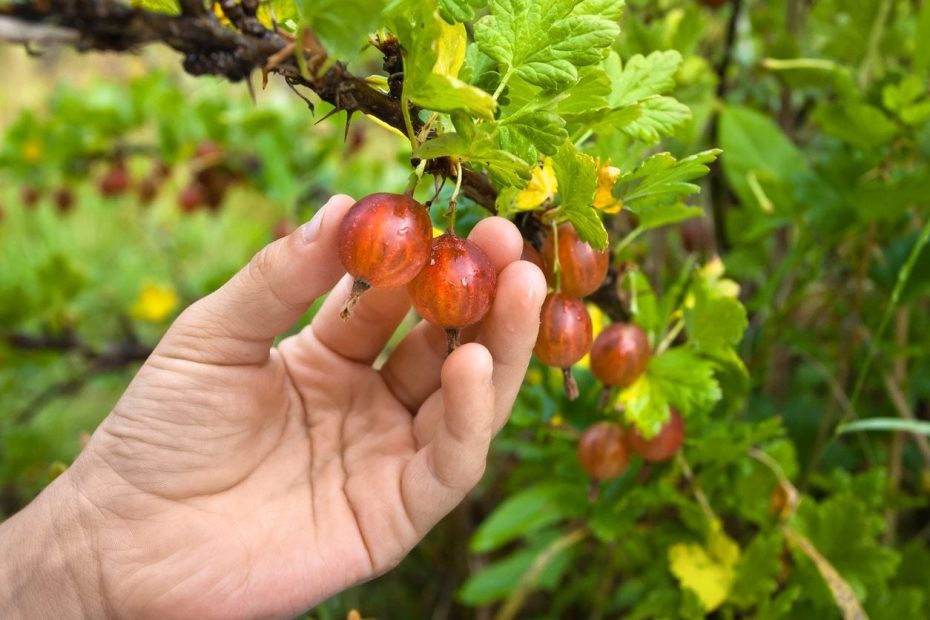 Gooseberry Harvest Time - Learn About Picking Gooseberries In The Garden