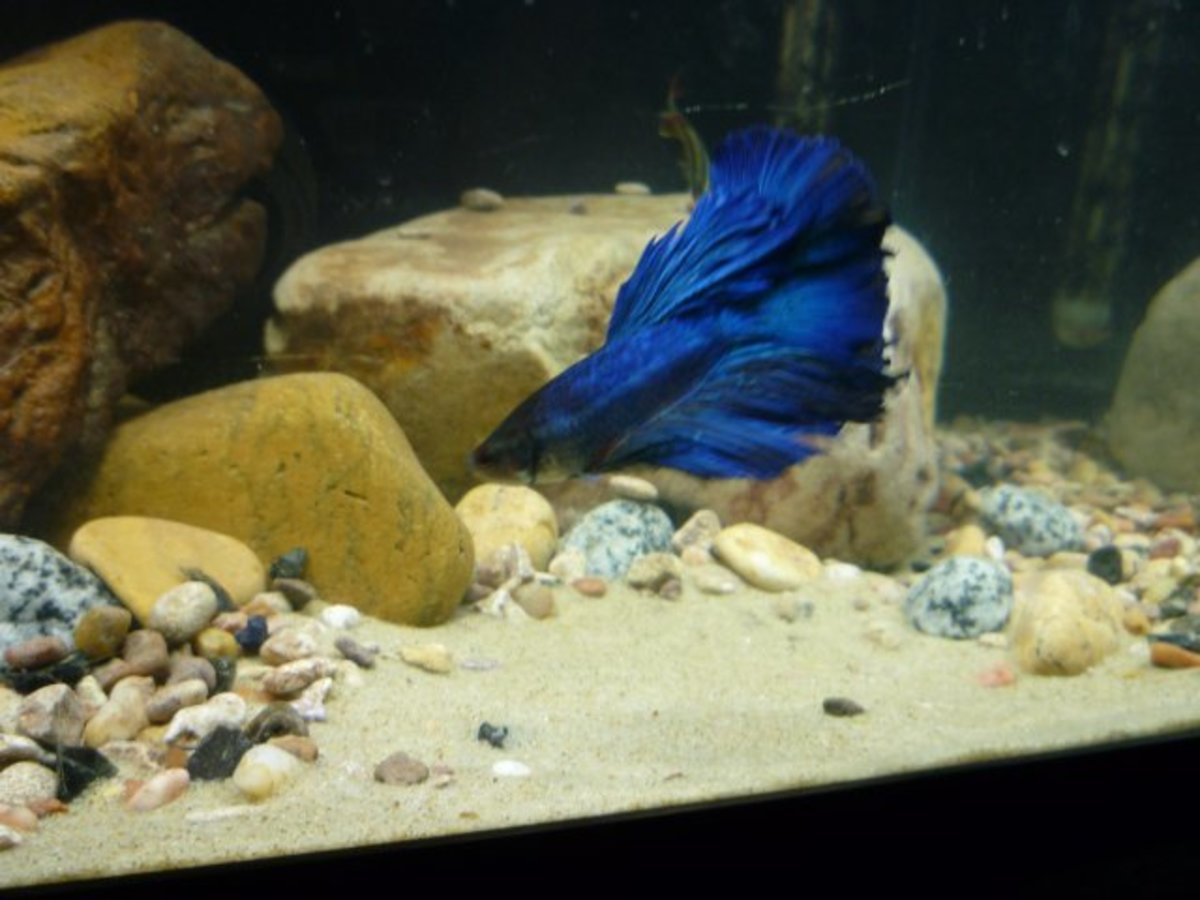 Sand In Aquariums: Benefits Of Using Sand In Your Fish Tank - Pethelpful