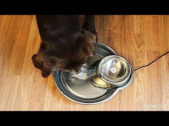 How To Make A Dog Drink Water (When He Doesn'T Want To) - Youtube