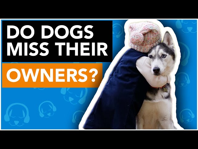 Do Dogs Miss Their Owners? - Youtube