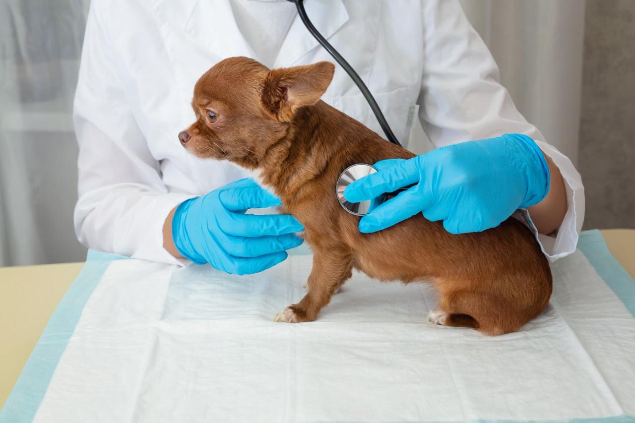 Hge In Dogs: Symptoms, Causes & Treatment | Dutch