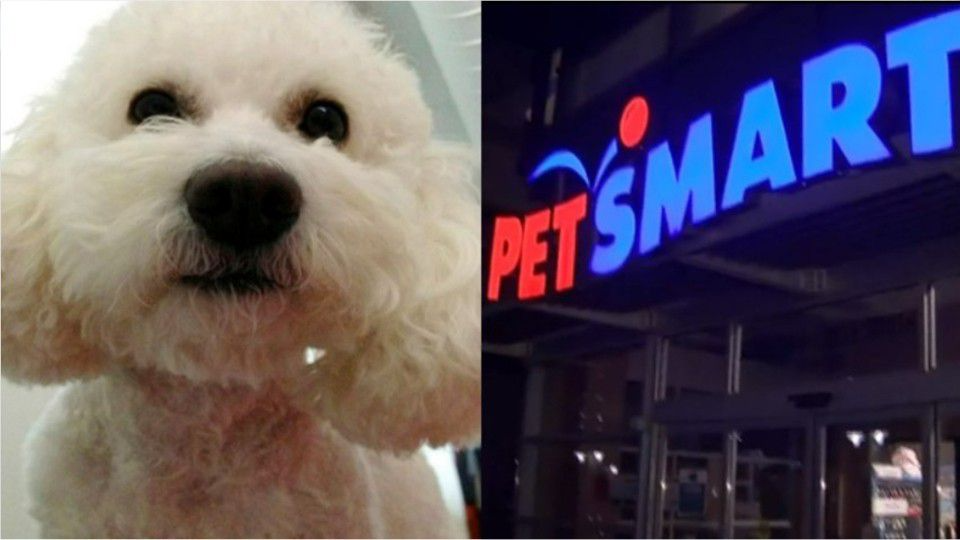 Toy Poodle Dies At Petsmart During Grooming Appointment, 4 Employees Face  Charges – Kiro 7 News Seattle