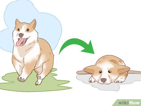 How To Tell If Your Dog Is Depressed (With Pictures) - Wikihow